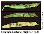 Common Bacterial Blight