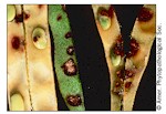 Anthracnose (beans)