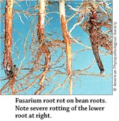 Fusarium Root Rot