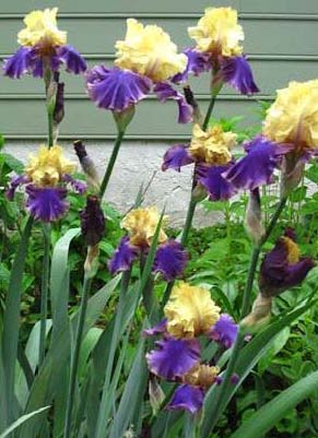 Gayle's iris