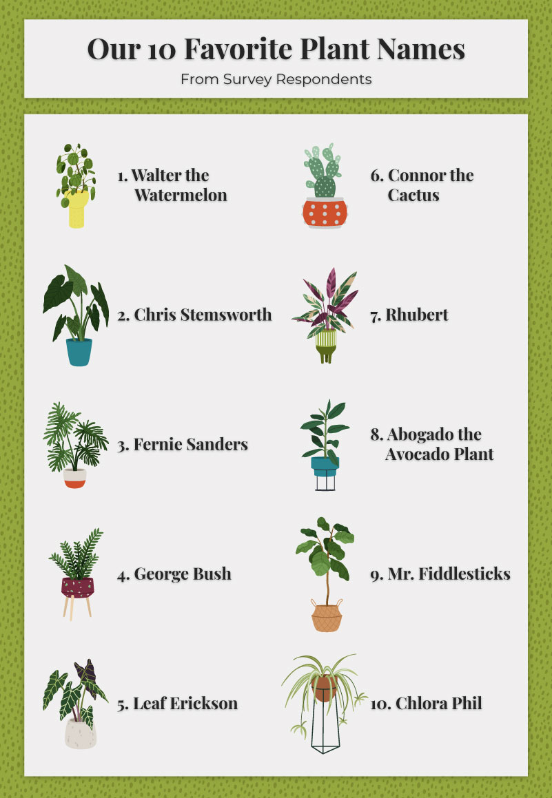 Infographic showing our favorite names given to plants by their owners