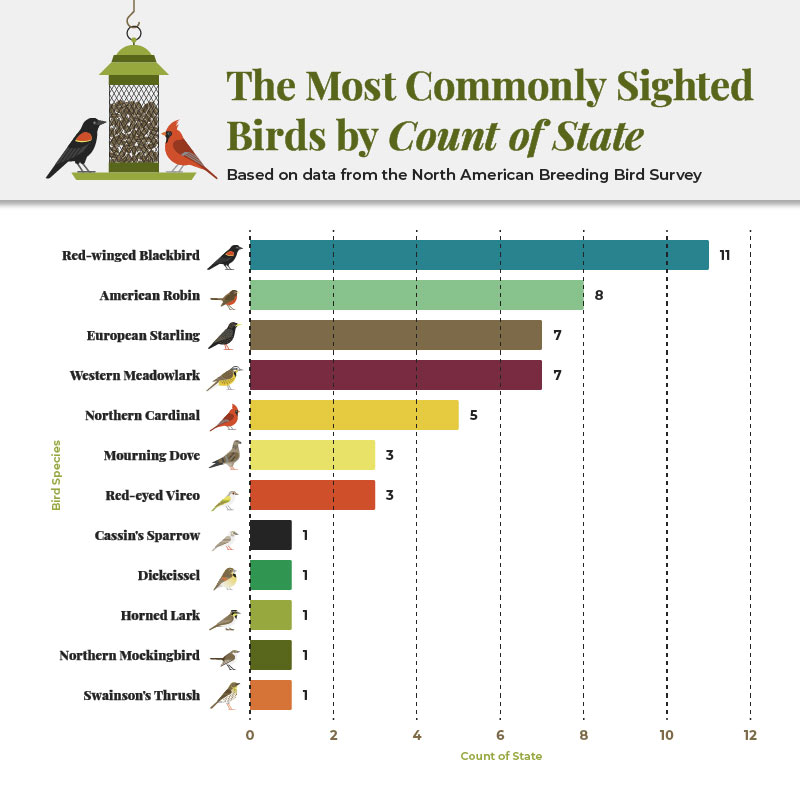 Most commonly seen birds in America