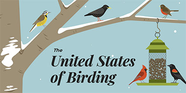The United States of Birding
