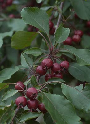 Caring Fruit Trees