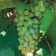 Neptune Seedless Grape Vine