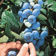 Chandler Northern Highbush Blueberry Plant