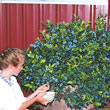 Dwarf Northsky Half-High Blueberry Plant