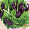 Gurney's<sup>®</sup> Superfood Salad Seed Blend