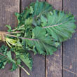 Gurney's<sup>®</sup> Winter Wonderland Mixed Kale Seed