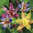 Deluxe Toad Lily Plant Mix