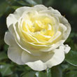 Sunshine Daydream™ Grandiflora Rose