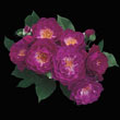 Wild Blue Yonder™ Grandiflora Rose