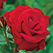Drop Dead Red Floribunda Rose Plant