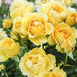 Julia Child Floribunda Rose Plant