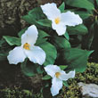 Great White Trillium Plant