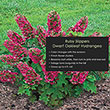 Ruby Slippers Dwarf Oakleaf Hydrangea Plant