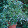 Sunshine Blue Southern Highbush Blueberry Plant