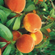 Flordaking Peach Tree