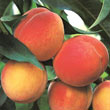 Fruit Trees - Buy Fruit Trees And Plants For Sale | Gurney's