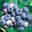 Jersey Northern Highbush Blueberry Plant