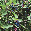 Saskatoon Blueberry Plant