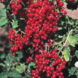 Red Lake Currant Plant