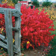 Dwarf Burning Bush Hedge