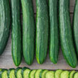 Tasty Green Hybrid Slicing Cucumber Seed