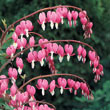 Pink Old Fashioned Bleeding Heart Plant