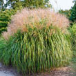 Maiden Grass Plant
