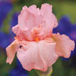 Pink Attraction Reblooming German Iris