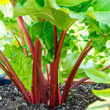Crimson Red Rhubarb Plant