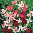Winter-Hardy Gladiolus