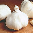 California White Softneck Garlic