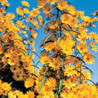 Maximillian Sunflower Plant