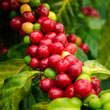 Dwarf Pacas Coffee Plant