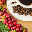 Dwarf Pacas Coffee Plant