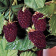 Thornless Boysenberry Plant