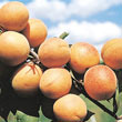 Manchurian Bush Apricot Tree
