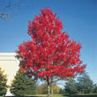 Scarlet Maple Tree
