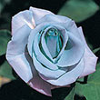 Blue Girl Hybrid Tea Rose Plant