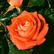 Tropicana Hybrid Tea Rose