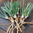 Hybrid Horseradish Roots