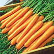 Tendersweet Carrot Seed