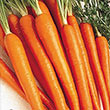 Tendersweet Carrot Seed