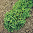 Salad Bowl Leaf Lettuce Seed