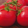 Early Girl Hybrid Tomato