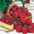 Gurney's<sup>®</sup> Whopper Strawberry Plant