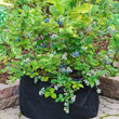 Grow Tub<sup>®</sup> 20 Gallon Garden Container