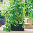 Grow Tub<sup>®</sup> 20 Gallon Garden Container